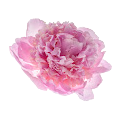 Peonies flower